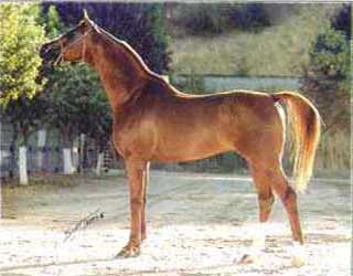 Halynov