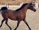 2017 estella ca