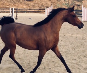 2017 estella ca