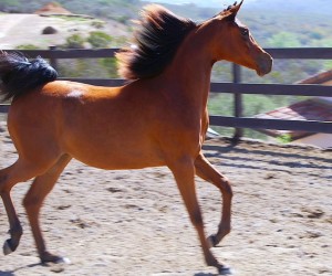 estella ca