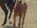 soleils baby girl lg