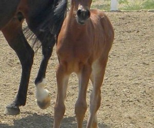 soleils baby girl lg