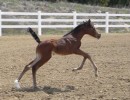 soleils baby girl lg