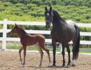 soleils baby girl lg